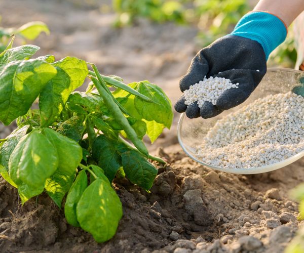 close-up-of-mineral-fertilizers-in-hands-fertiliz-2026-01-07-02-27-53-utc (1)
