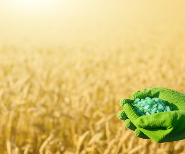 farmer-hold-fertilizers-in-his-hands-with-wheat-fi-2026-01-09-00-02-48-utc (1)