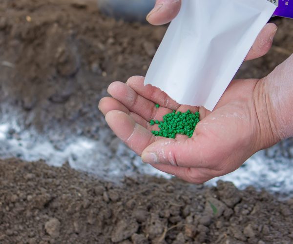 young-peasant-woman-planting-seeds-of-carrots-rad-2026-01-09-07-17-29-utc (1)